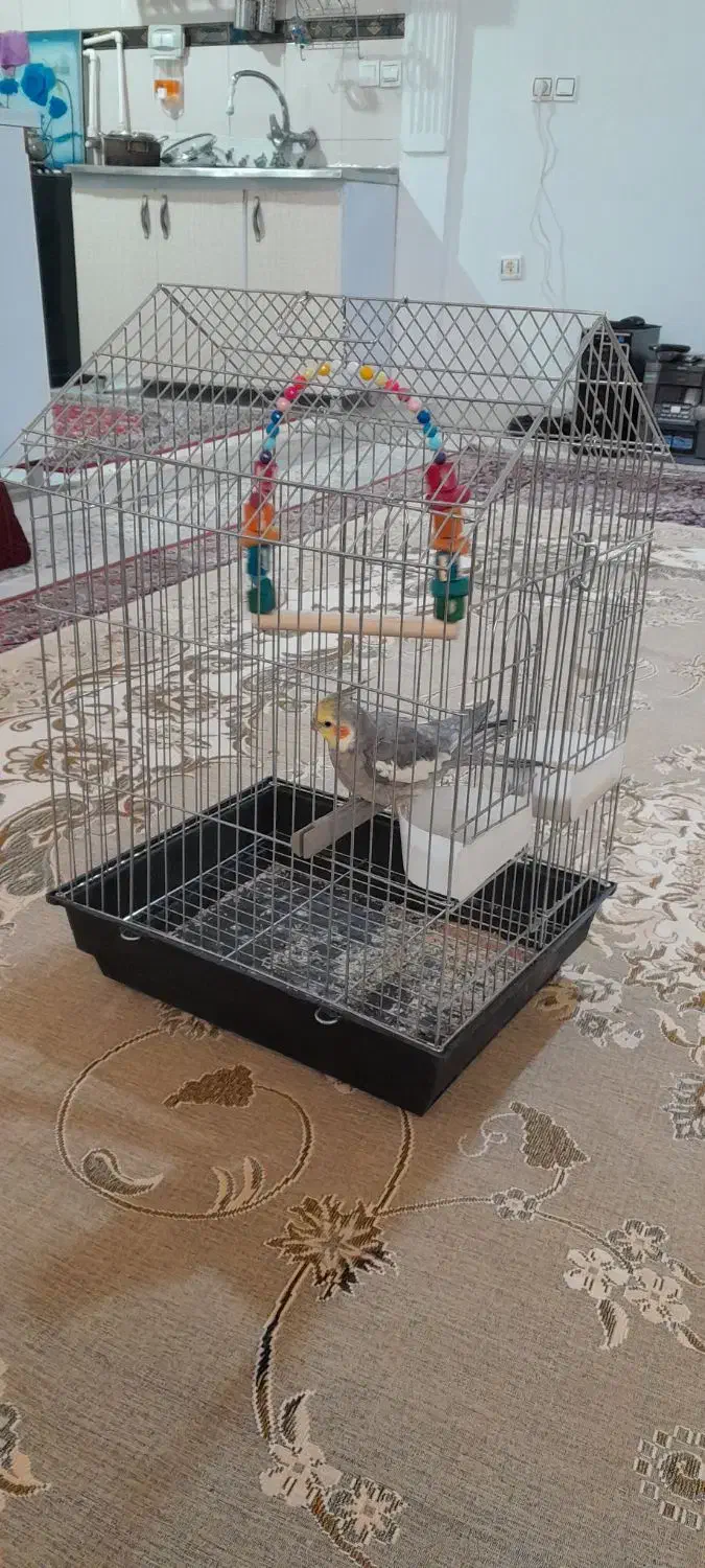 طوطی هلندی|پرنده|بروجرد, |دیوار