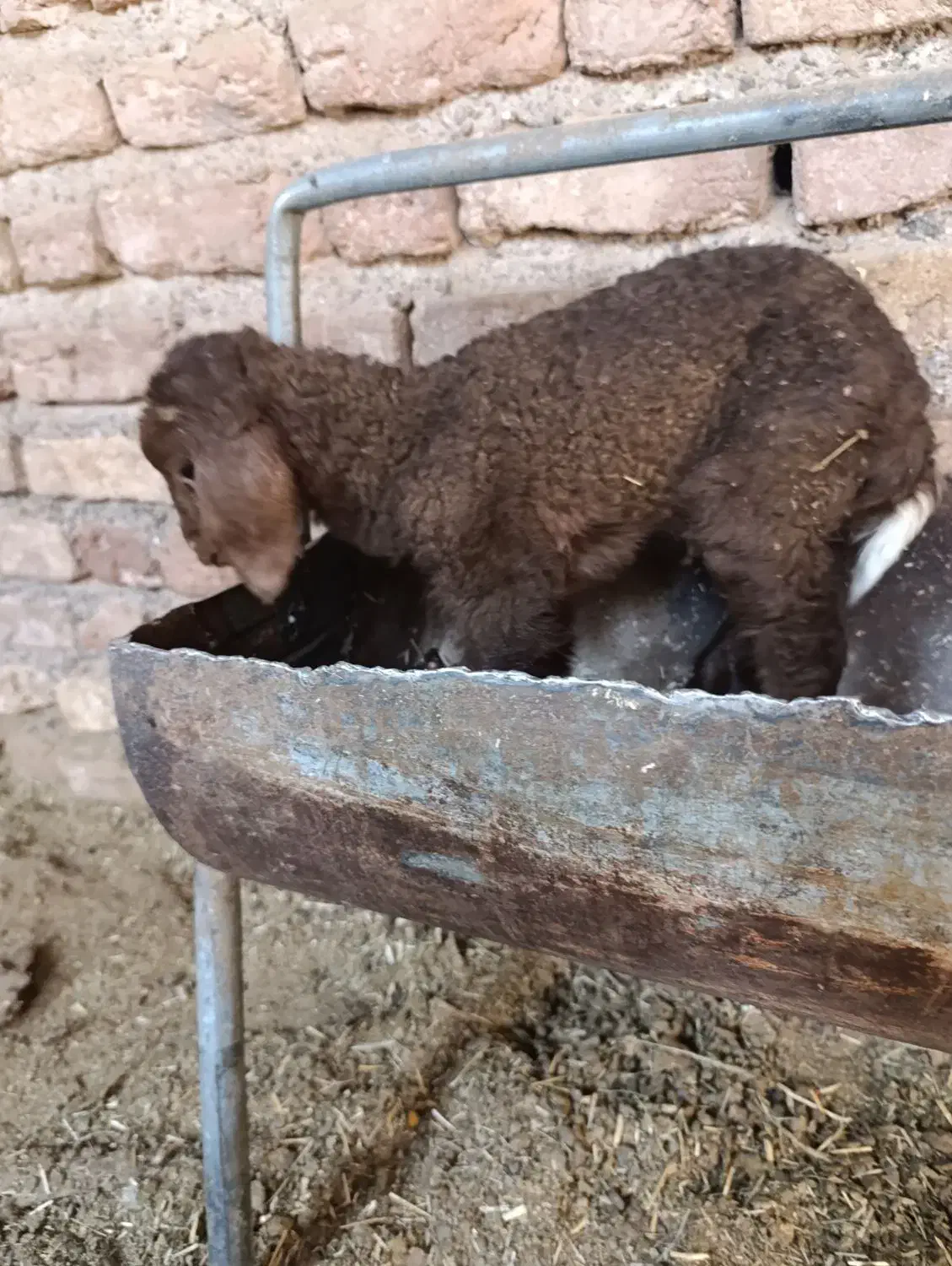 میش و بره های دوقلو|حیوانات مزرعه|نرماشیر, |دیوار