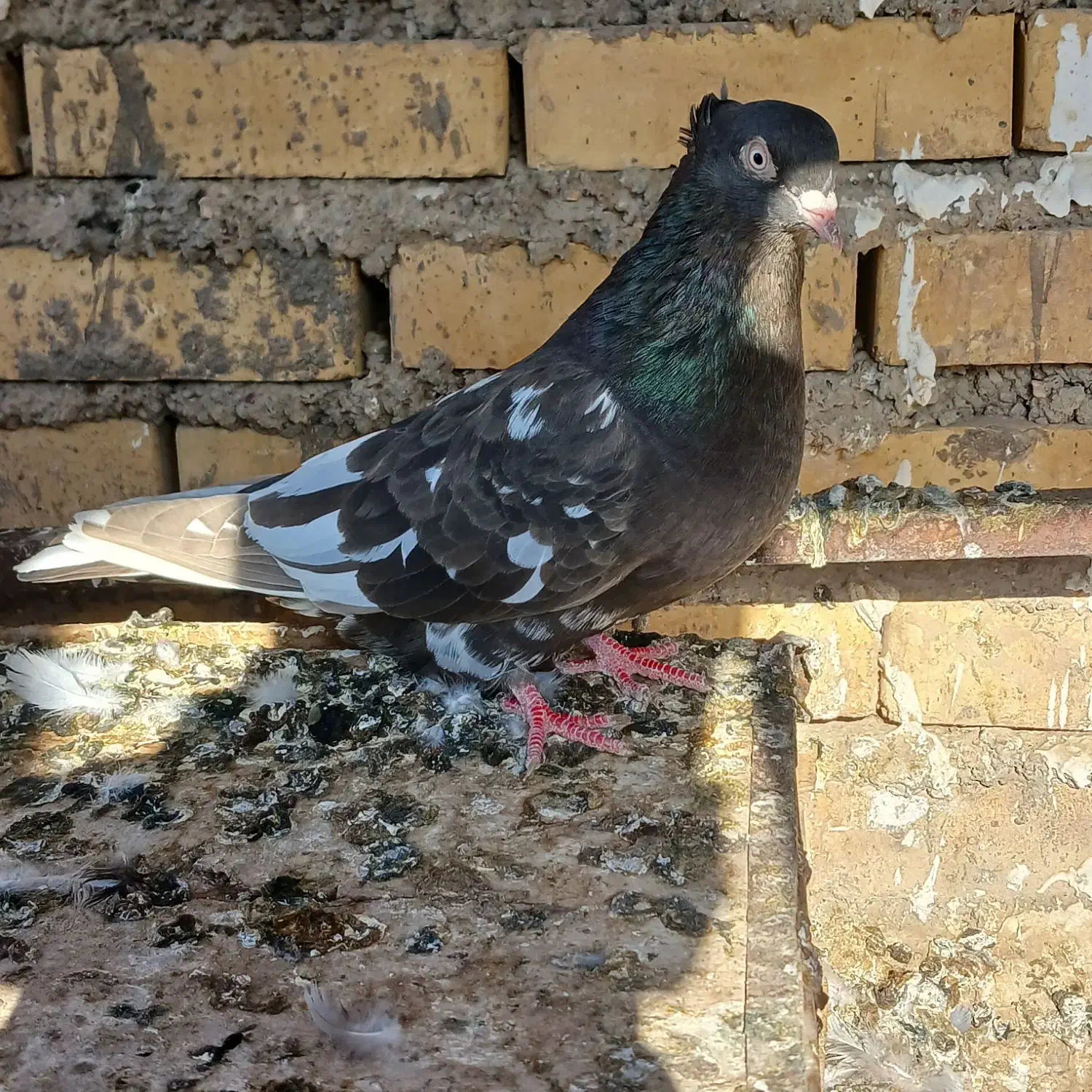 دارخوین|پرنده|شادگان, |دیوار