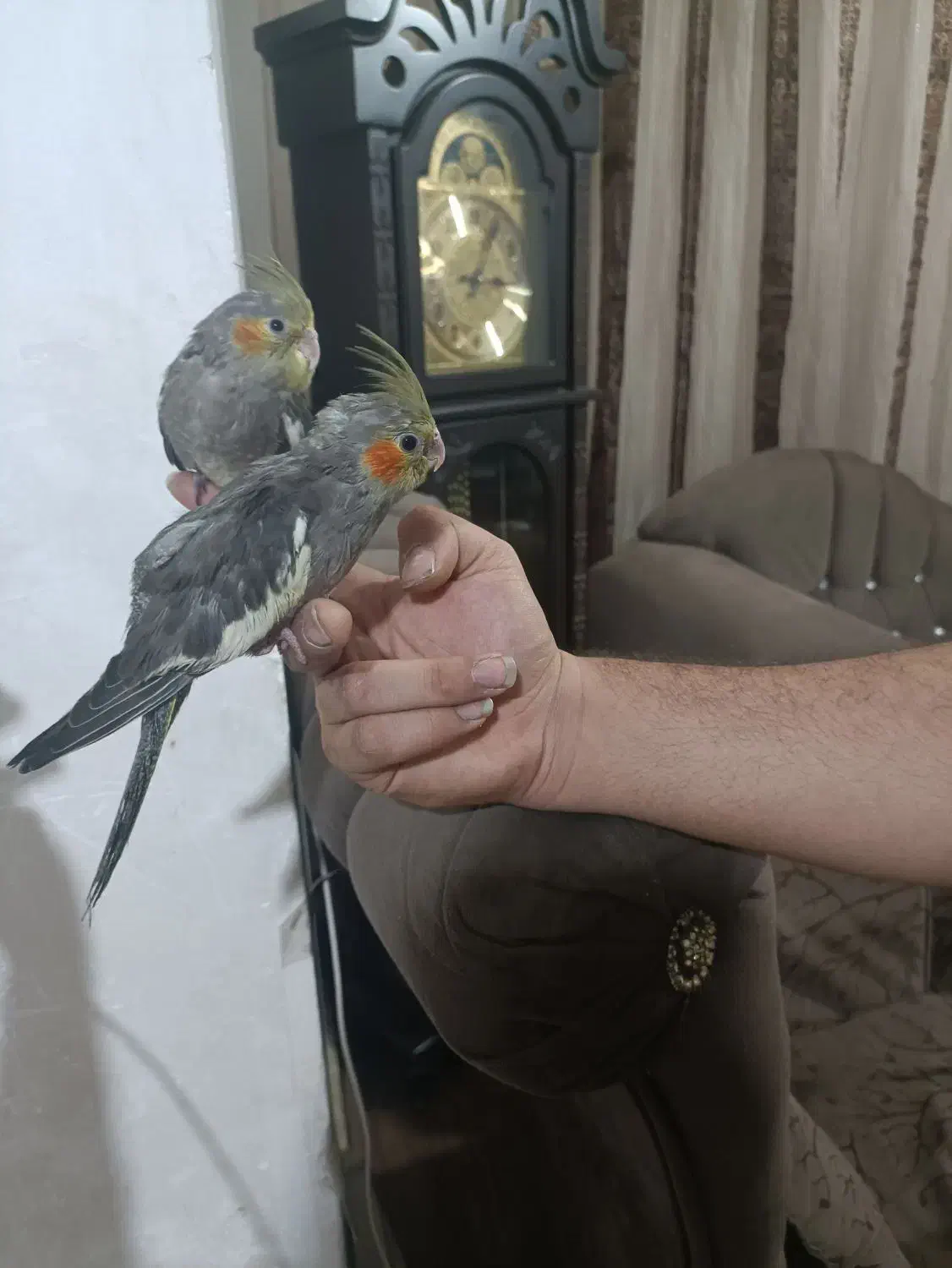 دوتاجوجه عروس هلندی کاملاسرحال دوتاباهم۱/۲۰۰|پرنده|اهواز, کوی سعدی|دیوار