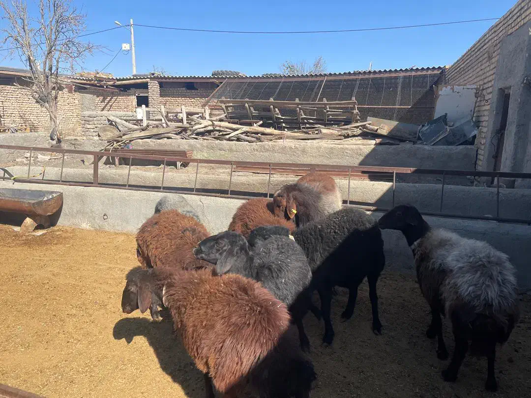 میش آبستن از هترو|حیوانات مزرعه|مشهد, آبکوه|دیوار