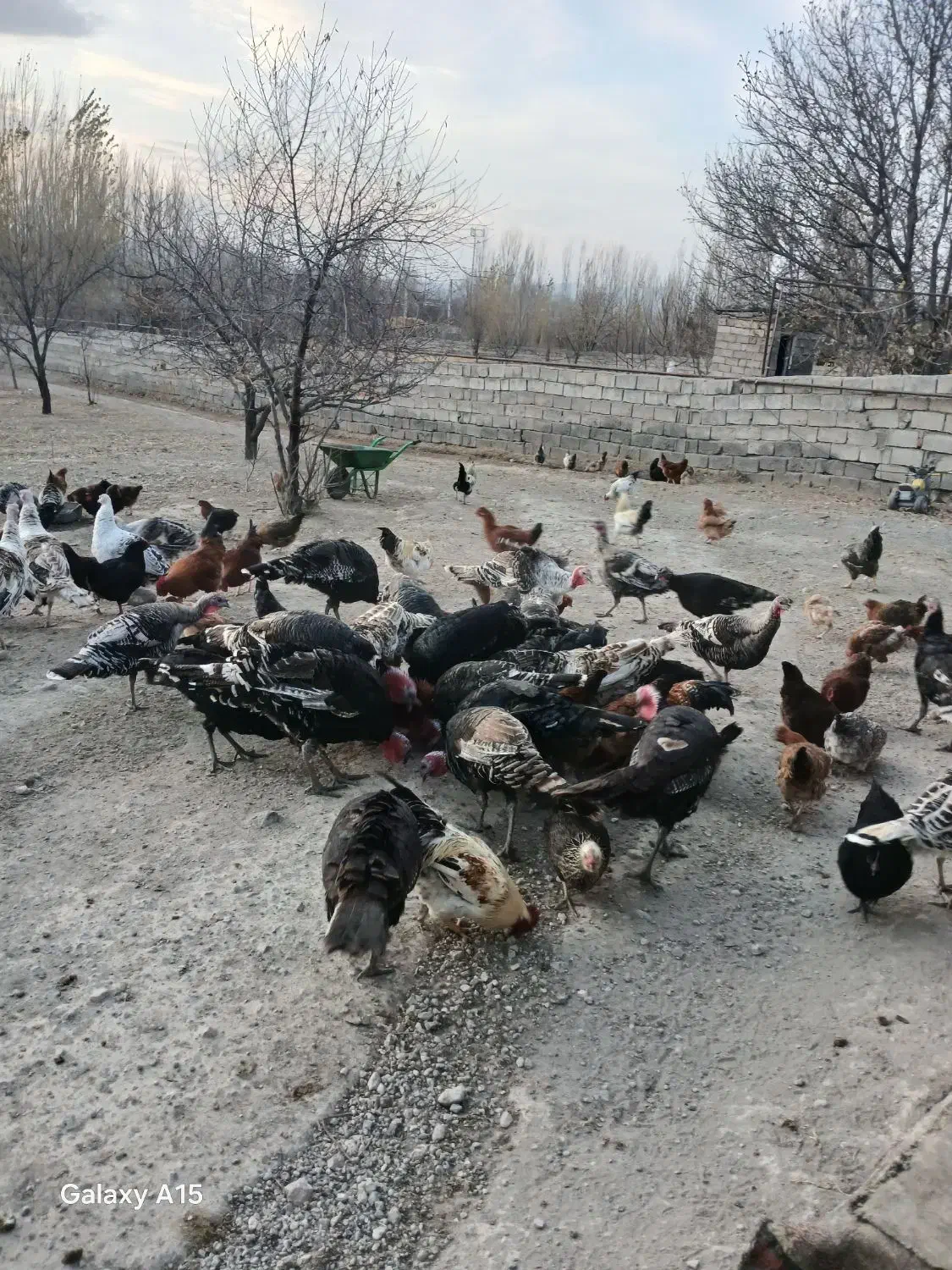 فروش مرغ و خروس وبوقلمون|حیوانات مزرعه|مشگین شهر, |دیوار