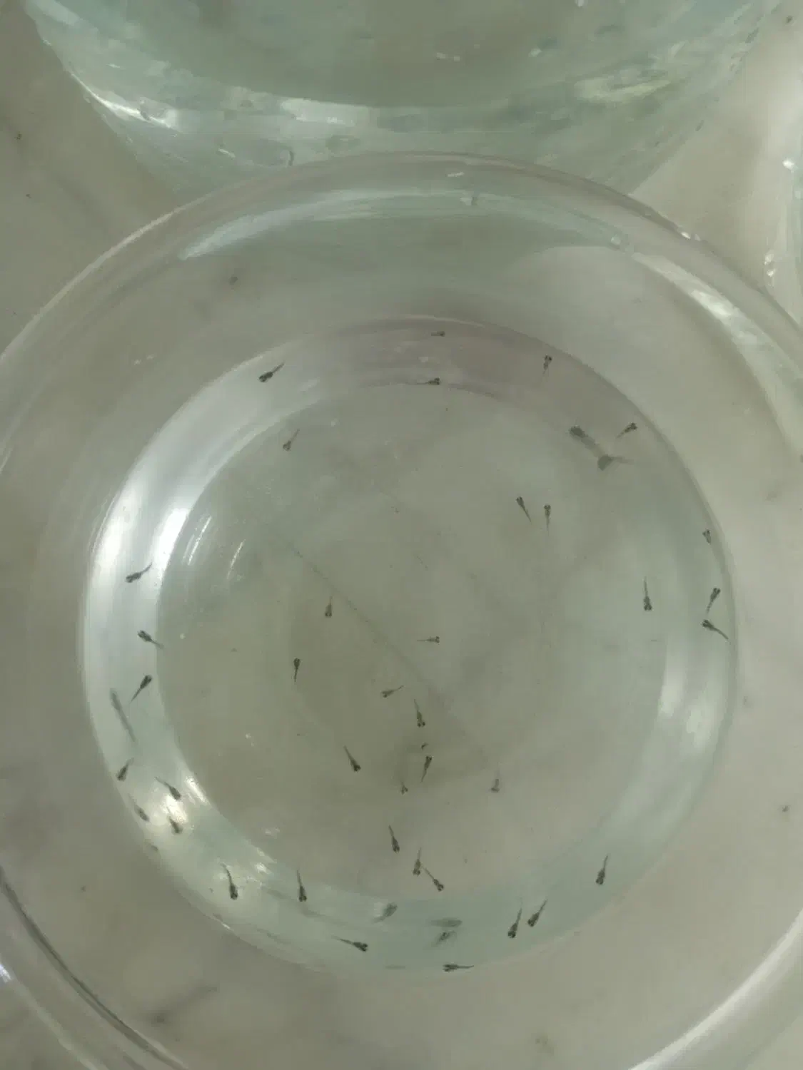 ماهی های اکواریومی گوپی|ماهی|اصفهان, همدانیان|دیوار