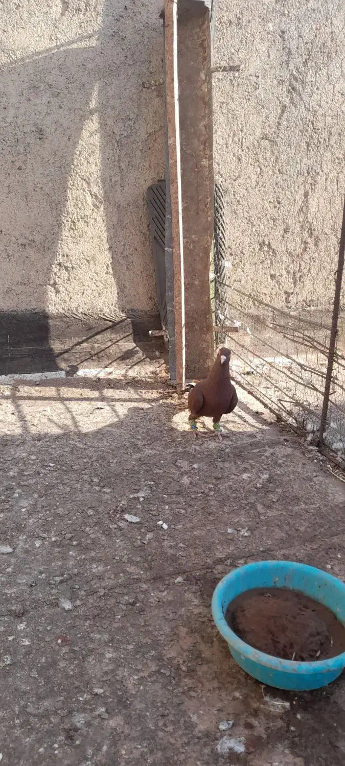 کفتر|پرنده|اقبالیه, |دیوار