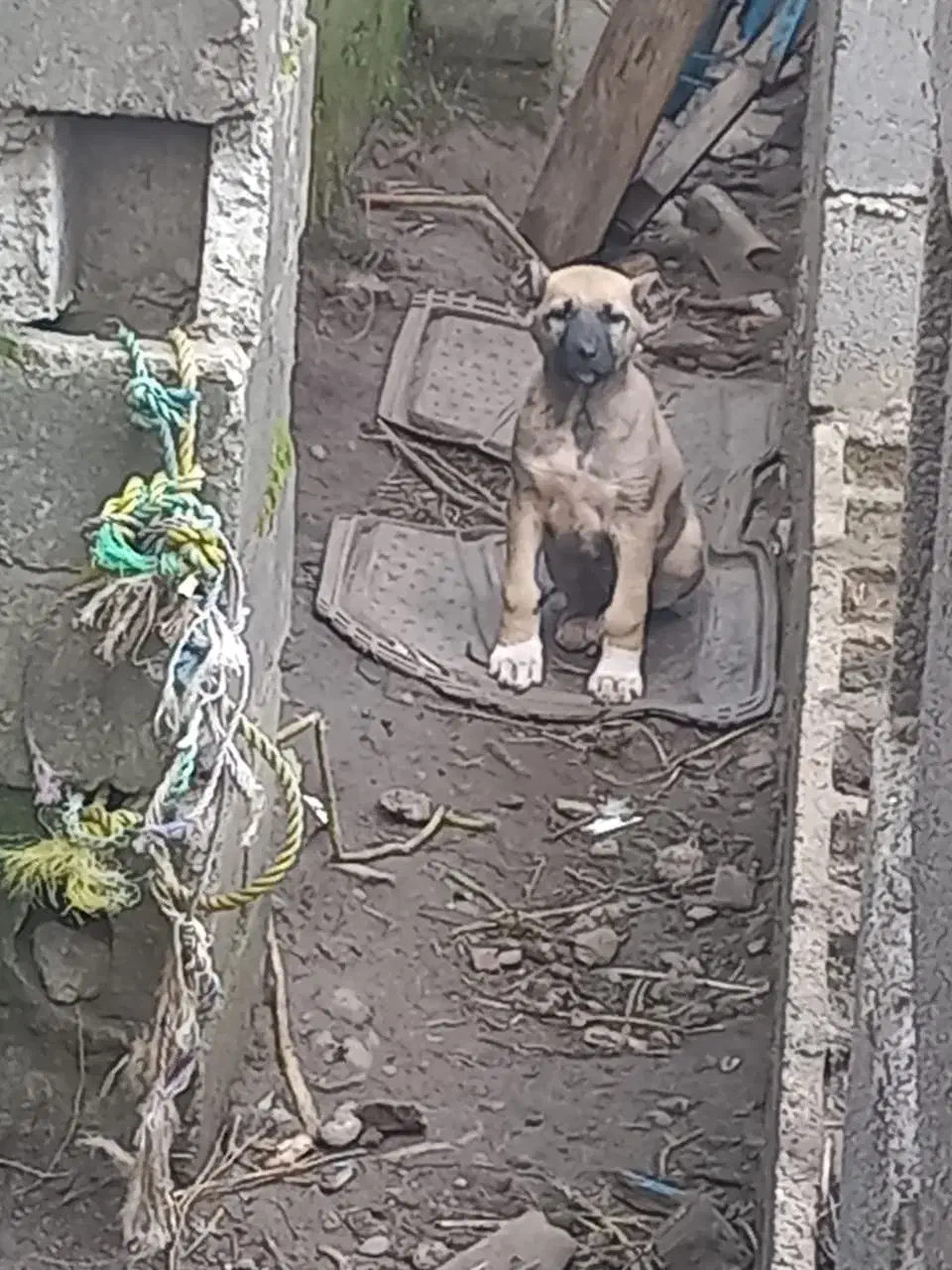 سرابی ماده|سگ|رشت, شهرک صبا|دیوار