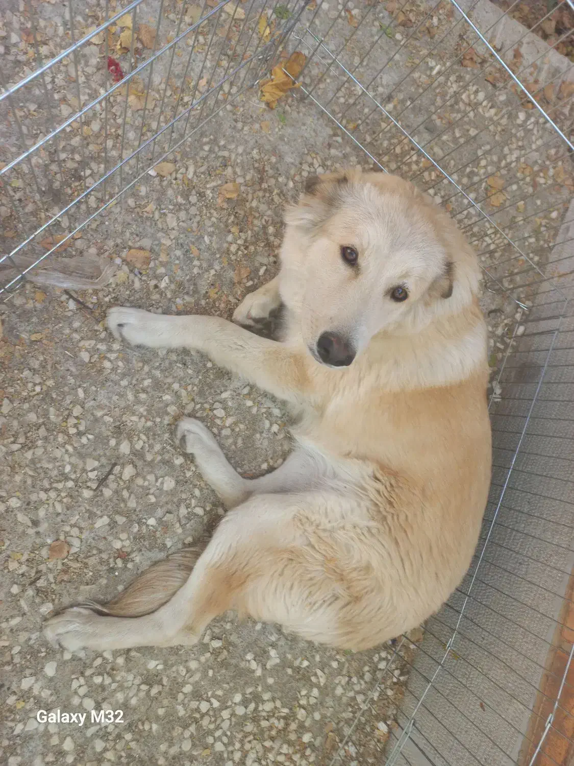 واگذاری توله گلدن ماده۷ماهه|سگ|مهاجران, |دیوار