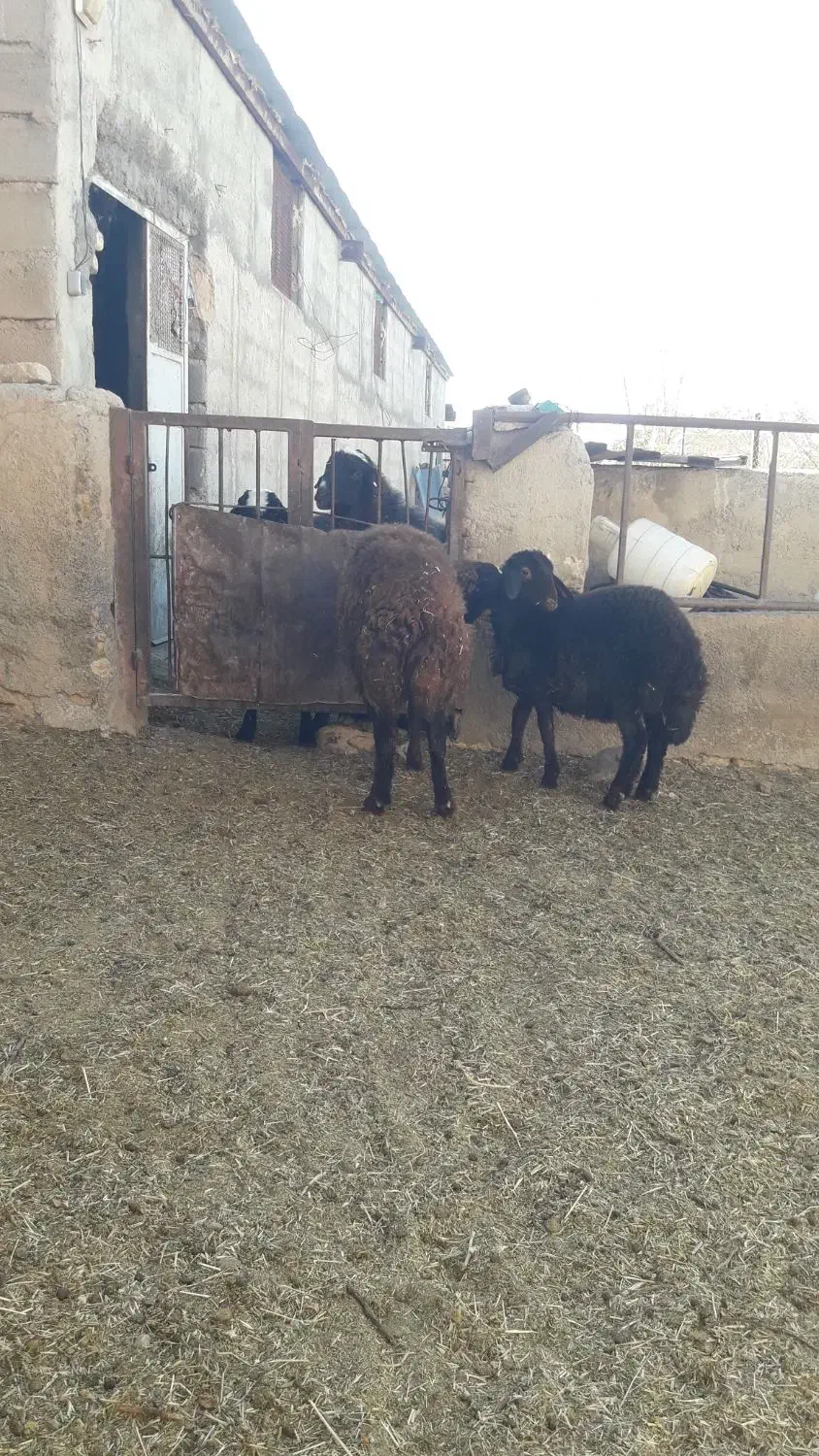 قوچ همو وبره نرهمووماده هترو|حیوانات مزرعه|قوچان, |دیوار