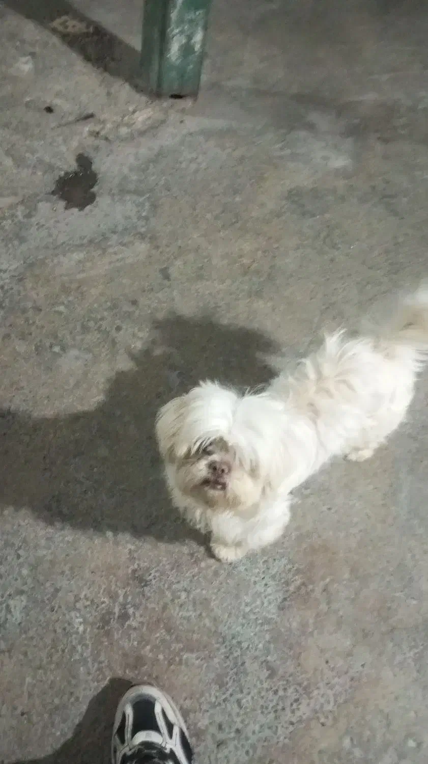 سگ شیتزو فلت حرف گوش کن|سگ|گرگان, |دیوار