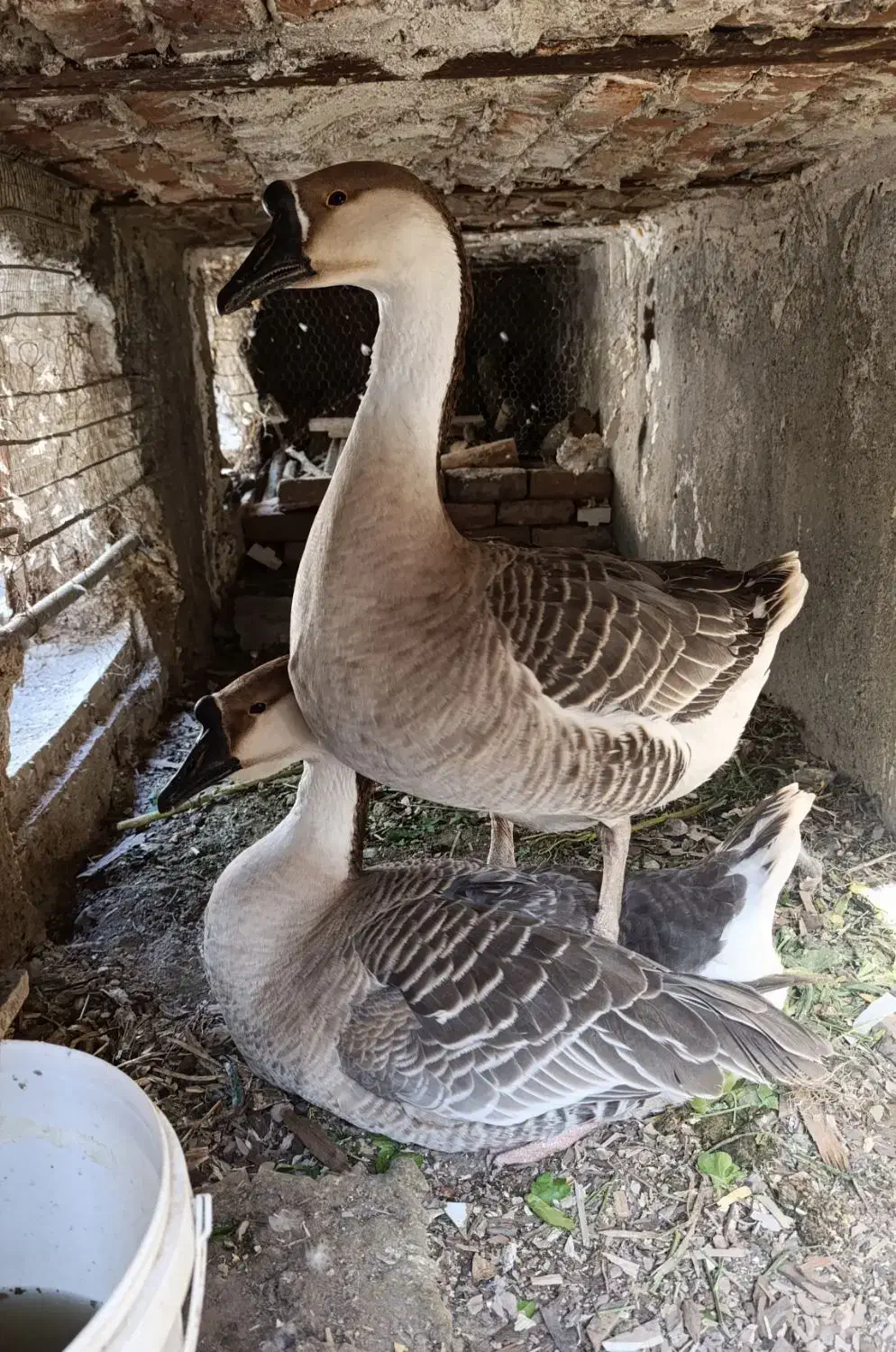 فروش یک جفت قو غاز اکراینی|حیوانات مزرعه|بیرجند, |دیوار