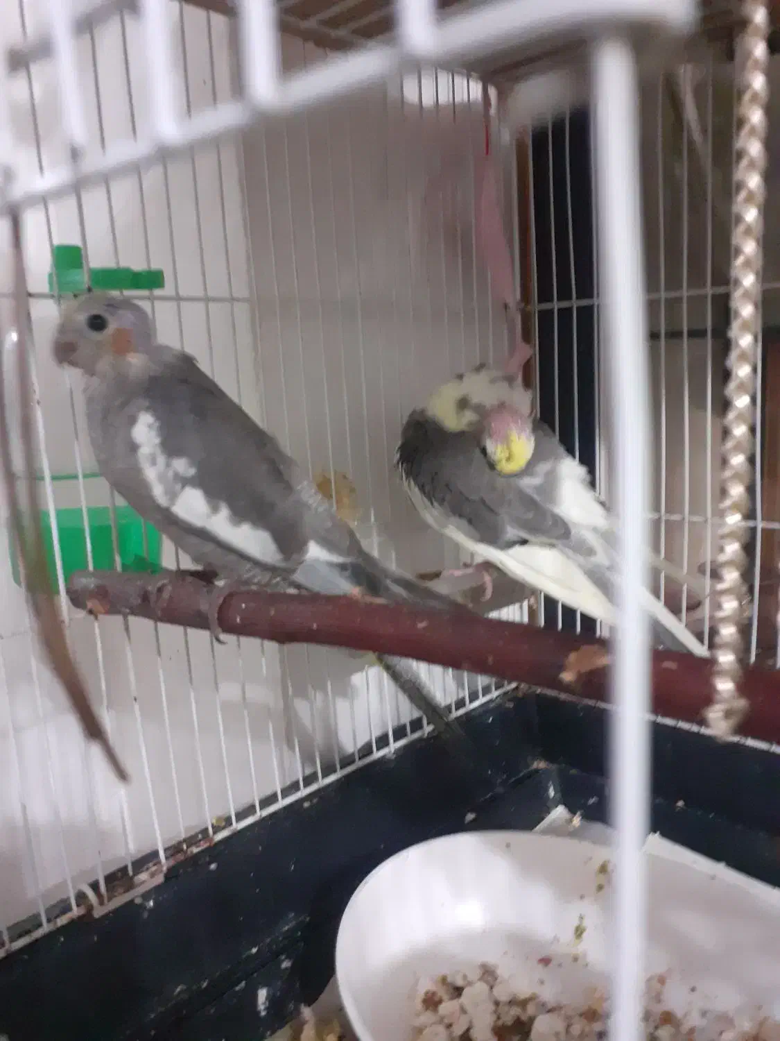 پرنده عروس|پرنده|سنگر, |دیوار