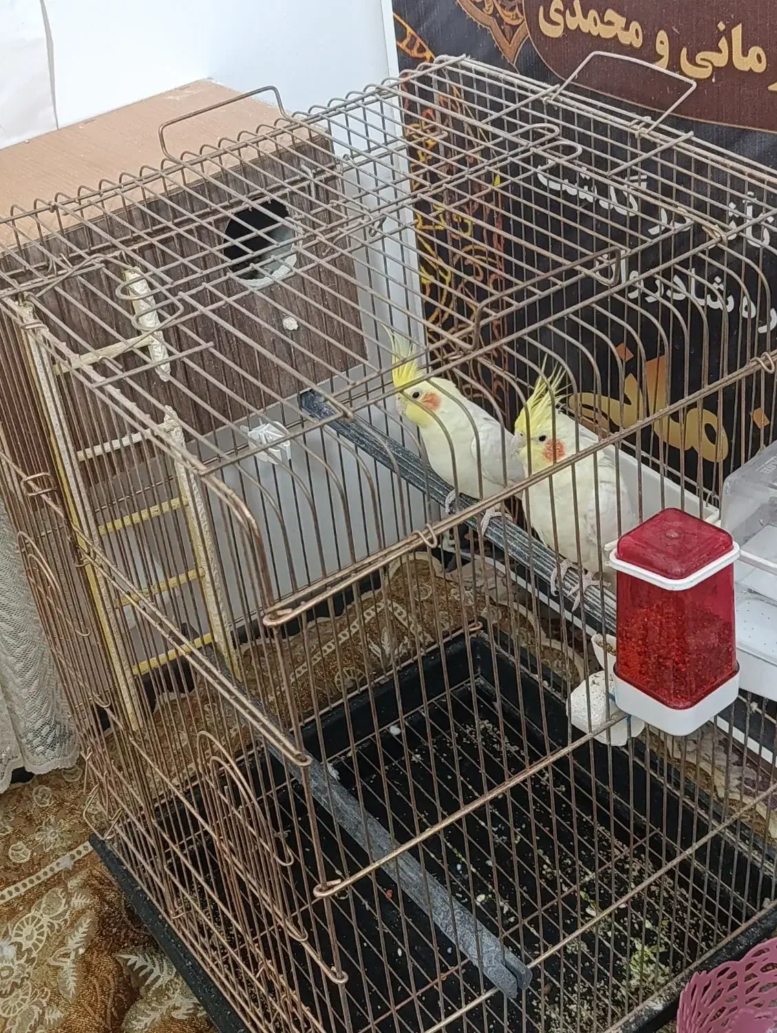 یک جفت عروس سالم با قفس ولوازم|پرنده|پیشوا, |دیوار