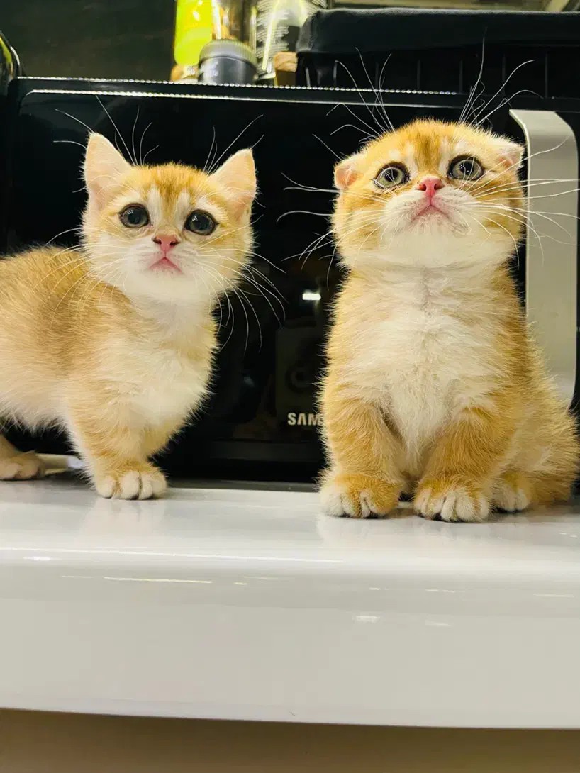 گربه اسکاتیش مانچکین|گربه|رشت, بلوار گیلان|دیوار