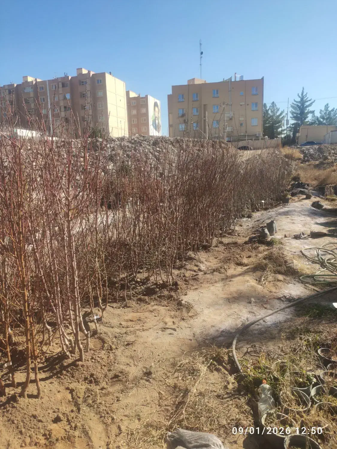 نهال سیب گلاب|گل و گیاه طبیعی|کرمان, |دیوار