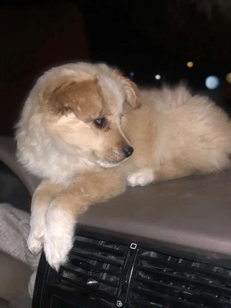 سگ پامر|سگ|لامرد, |دیوار