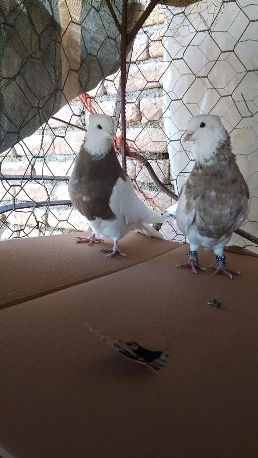 کبوتر طوقی|پرنده|دهگلان, |دیوار