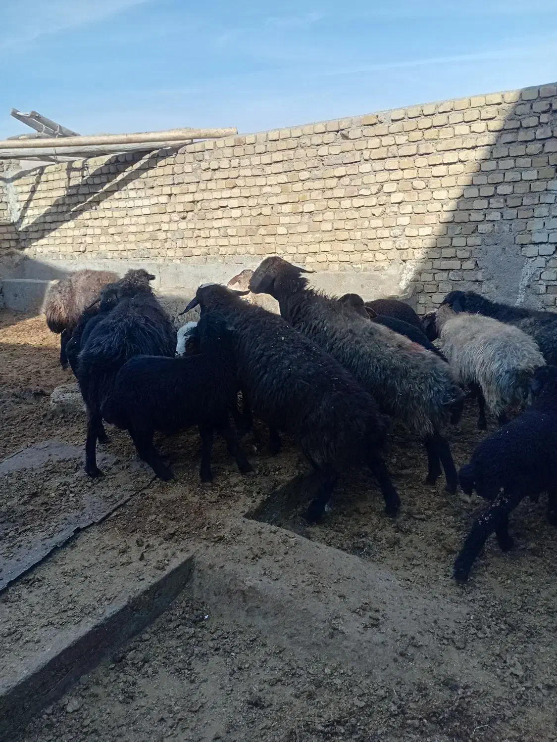 میش بره دار|حیوانات مزرعه|خنجین, |دیوار