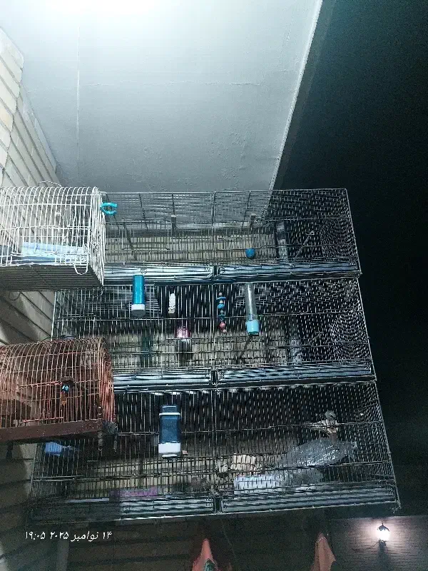 قفس ۶ خان قفس سهره|لوازم جانبی حیوانات|ماهدشت, |دیوار