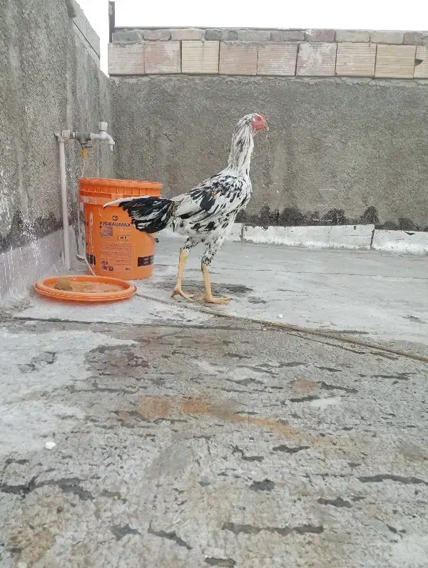 جوجه خروس لاری۷ماهه چهاردونگ|حیوانات مزرعه|بهارستان, |دیوار