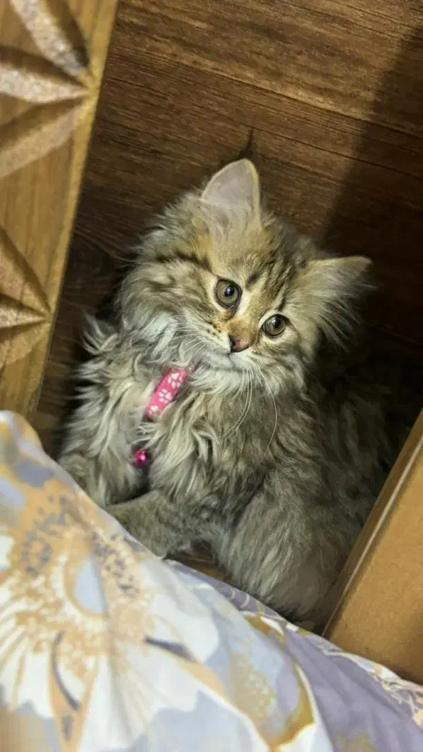 واگذاری گربه برتیش|گربه|زنجان, |دیوار