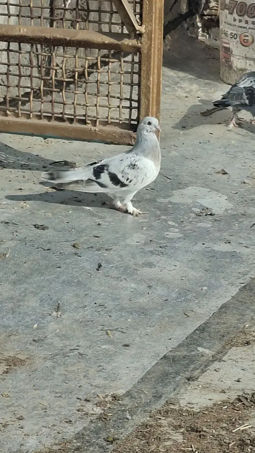 پرنده|حیوانات|بندر ماهشهر, |دیوار