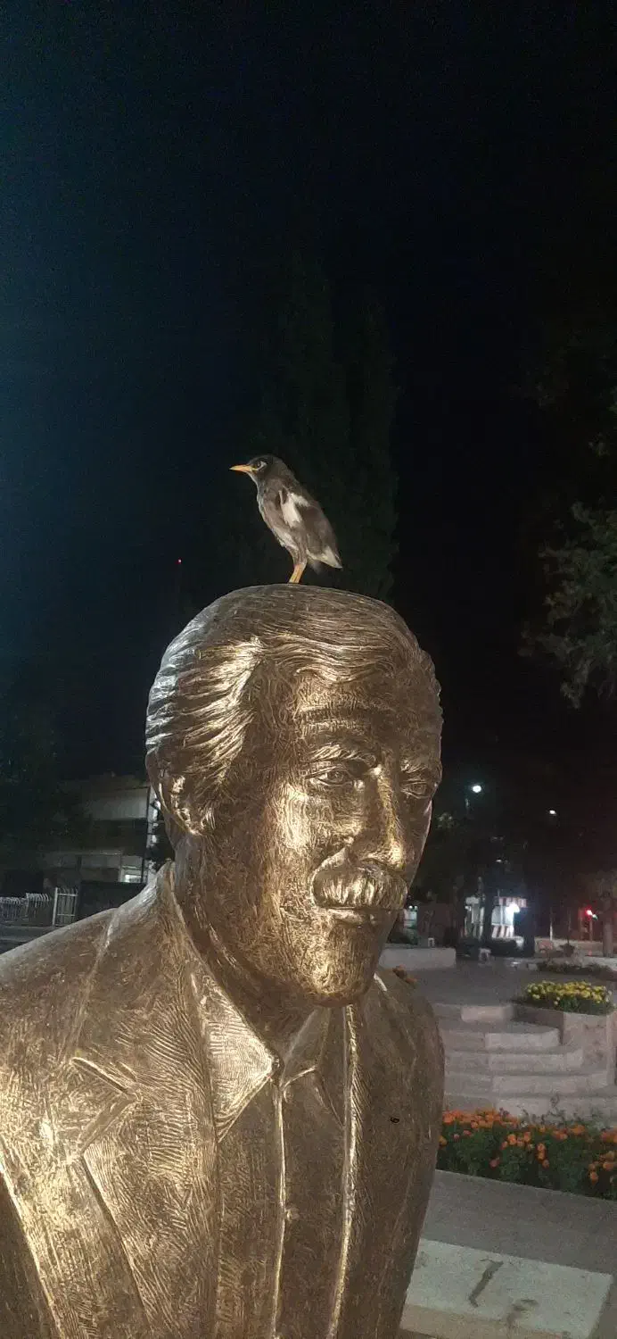 مرغ مینا گمشده|پرنده|قزوین, |دیوار