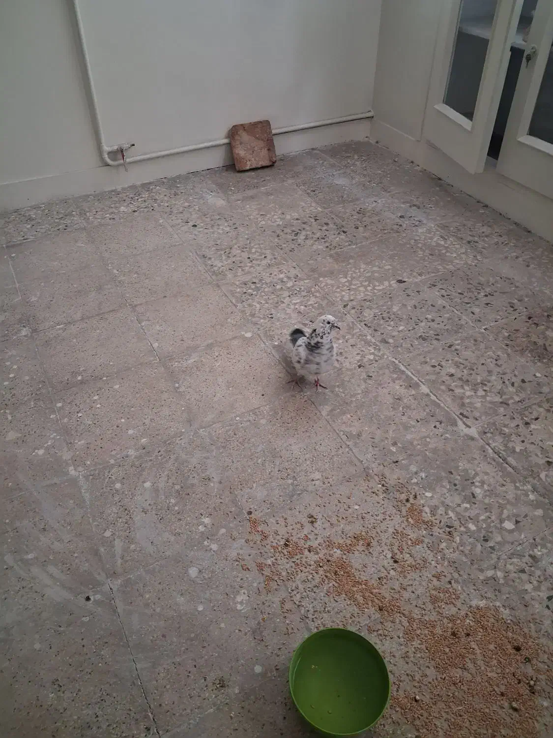 کبوتر پرشی|پرنده|ری, فیروزآبادی|دیوار