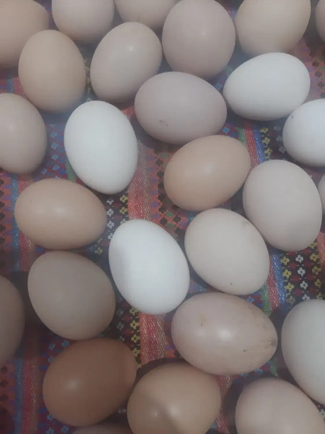 تخم مرغ طبیعی|خوردنی و آشامیدنی|پارسآباد, |دیوار