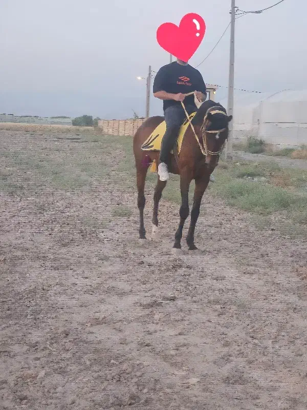 اسب دوخون|اسب و تجهیزات اسب‌سواری|پیشوا, |دیوار