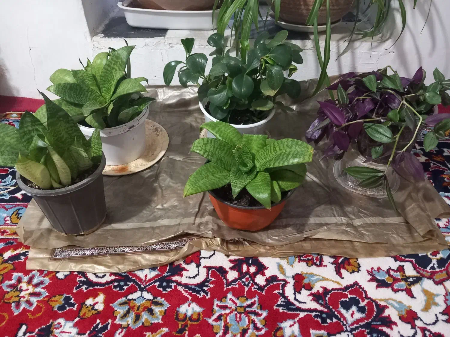 گلهای زیبا مخصوص خانم های خوش سلیقه|گل و گیاه طبیعی|کنگاور, |دیوار