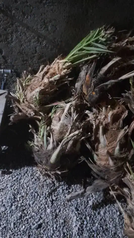 150تامضافتی بزرگ بیست سی کیلو خریدار تماس بگیره|خدمات باغبانی و درختکاری|سراوان, |دیوار