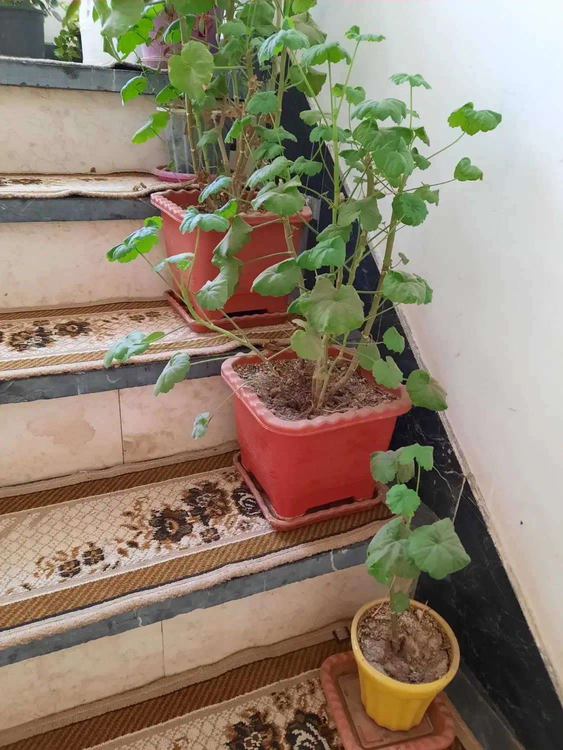 گل و گیاه|گل و گیاه طبیعی|اردبیل, |دیوار