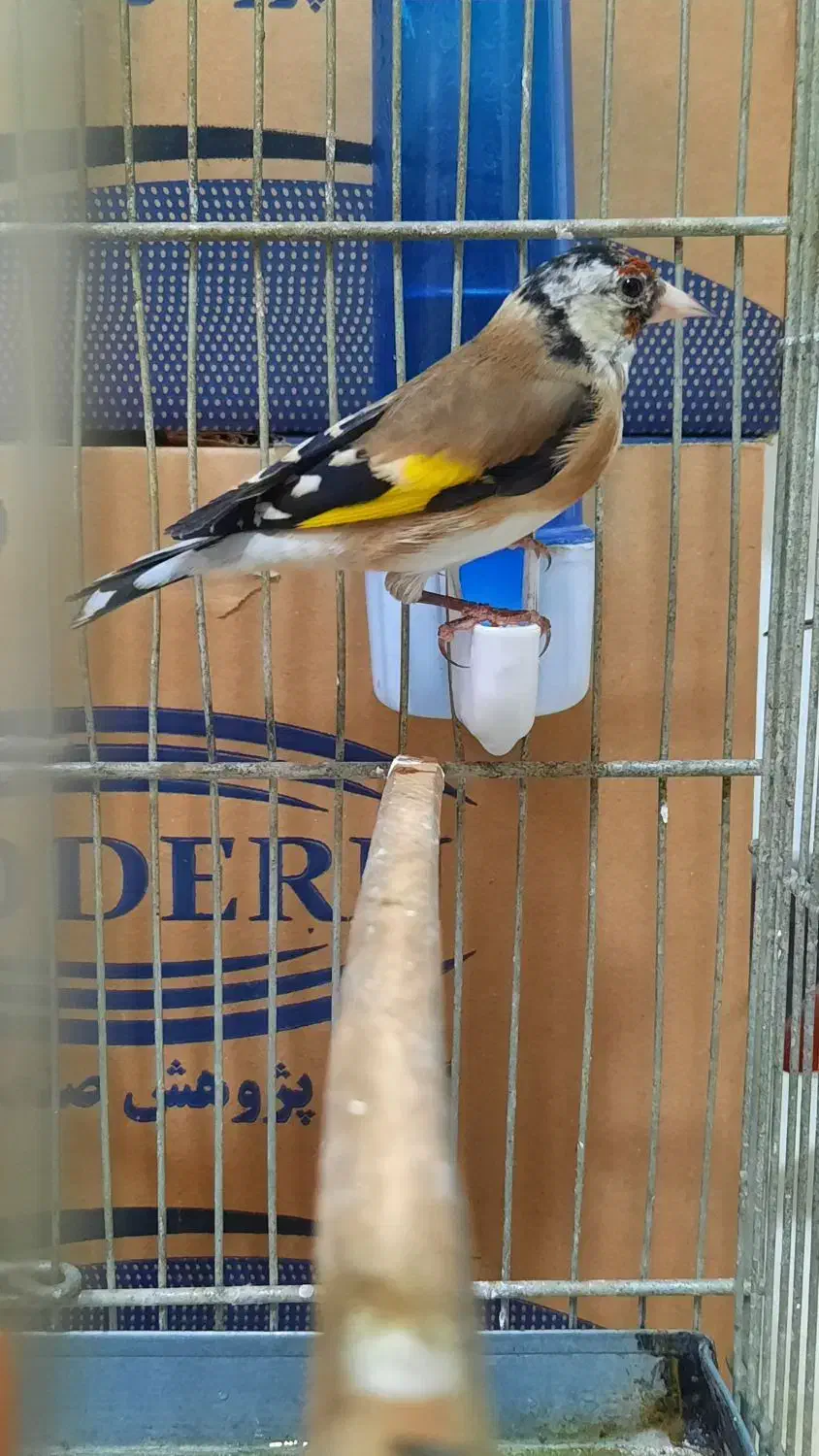 سهره نر|پرنده|تهران, شکیبا|دیوار