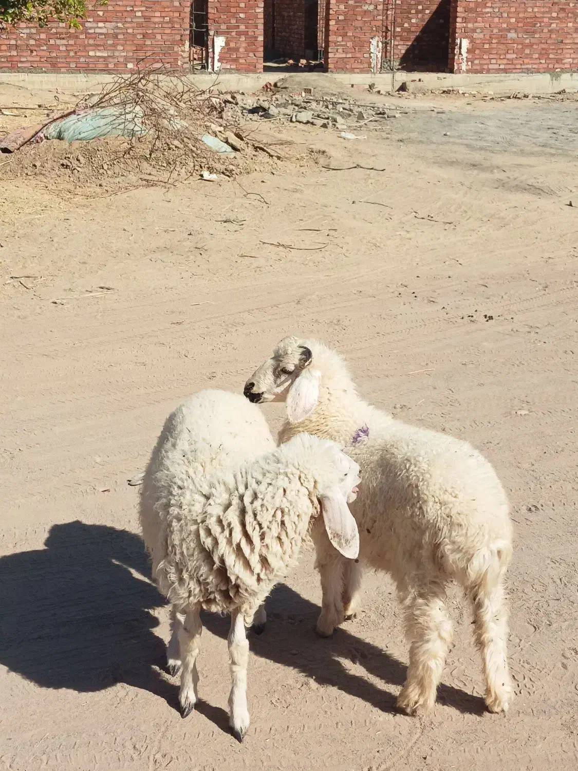 جفت بره نر ماده دورگ مناسب|حیوانات مزرعه|جیرفت, |دیوار