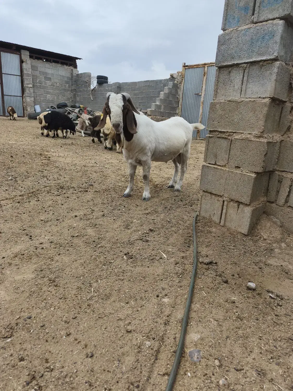 بره وکهره ماده|حیوانات مزرعه|حسن آباد, |دیوار