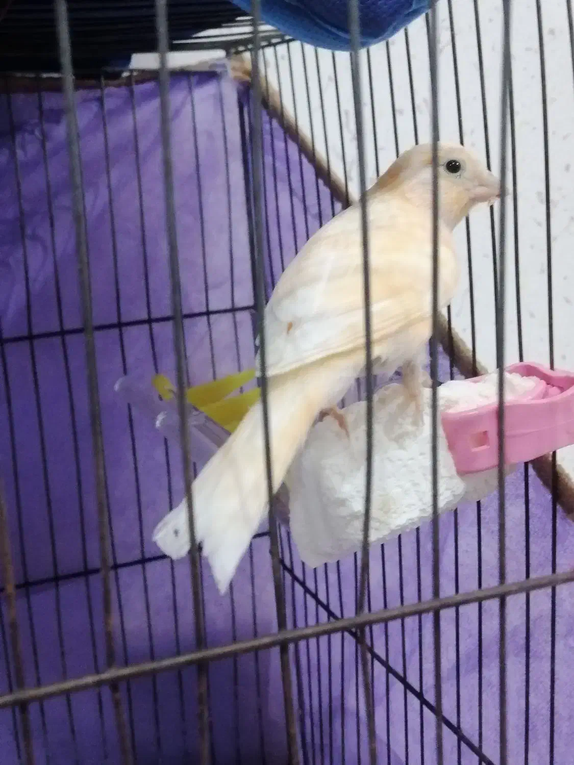 قناری ماده|پرنده|رشت, حمیدیان|دیوار