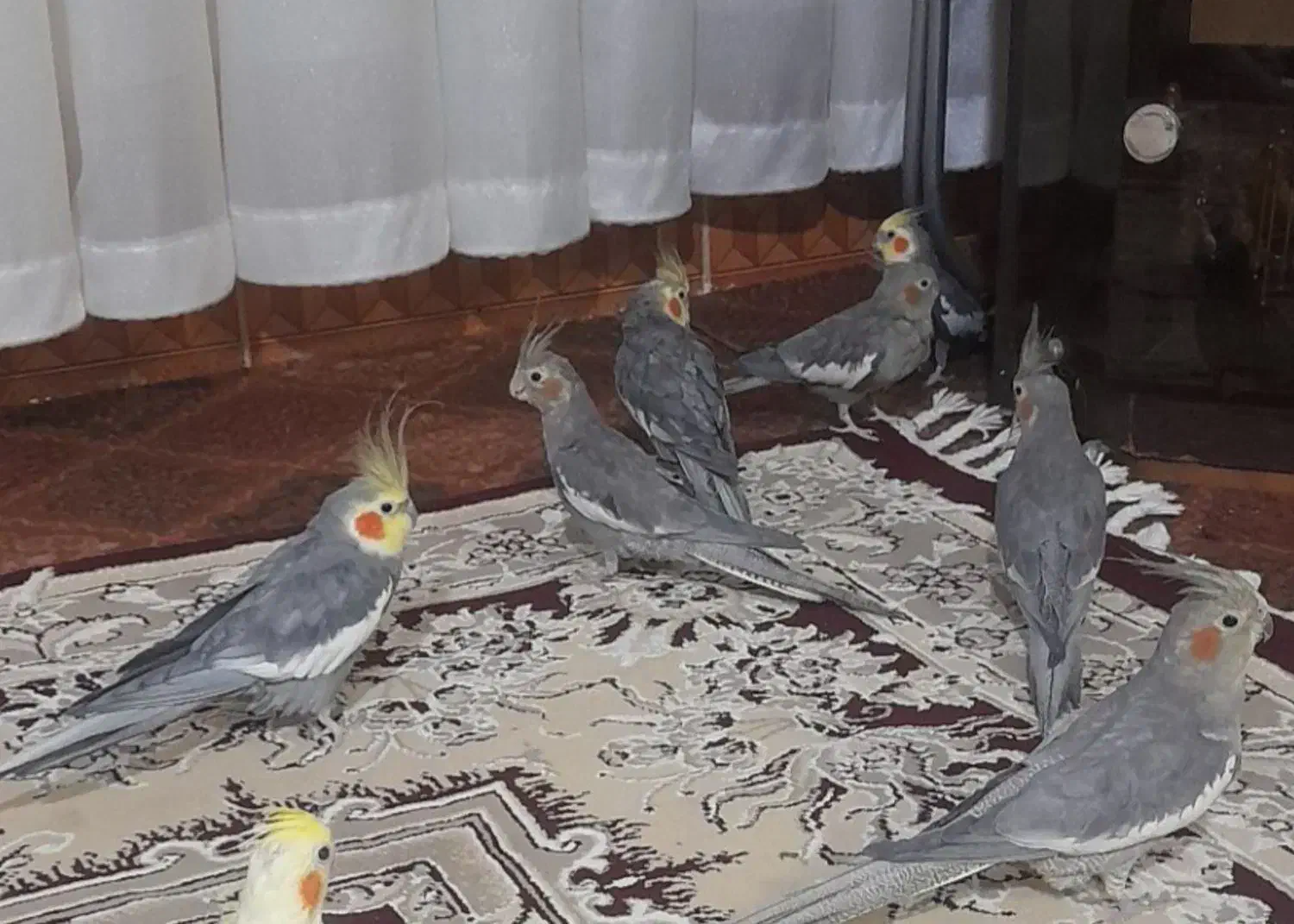 عروس هلندی نر وماده|پرنده|چناران, |دیوار