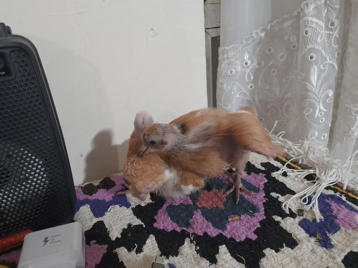 یه جفت جوجه|حیوانات مزرعه|زنجان, |دیوار