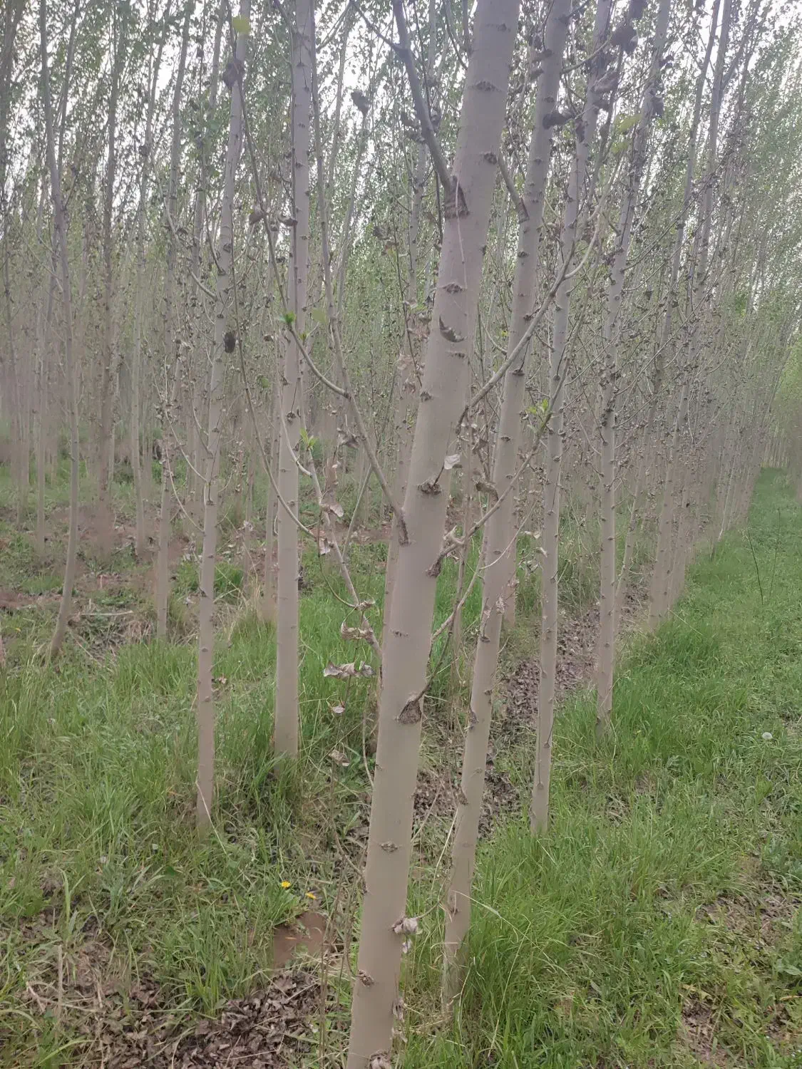 زمین کشاورزی صنوبر|فروش دفتر صنعتی، کشاورزی، تجاری|شاهین دژ, |دیوار