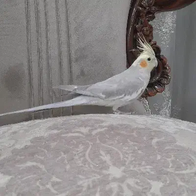 عروس هلندی|پرنده|قم, باغ شازده|دیوار