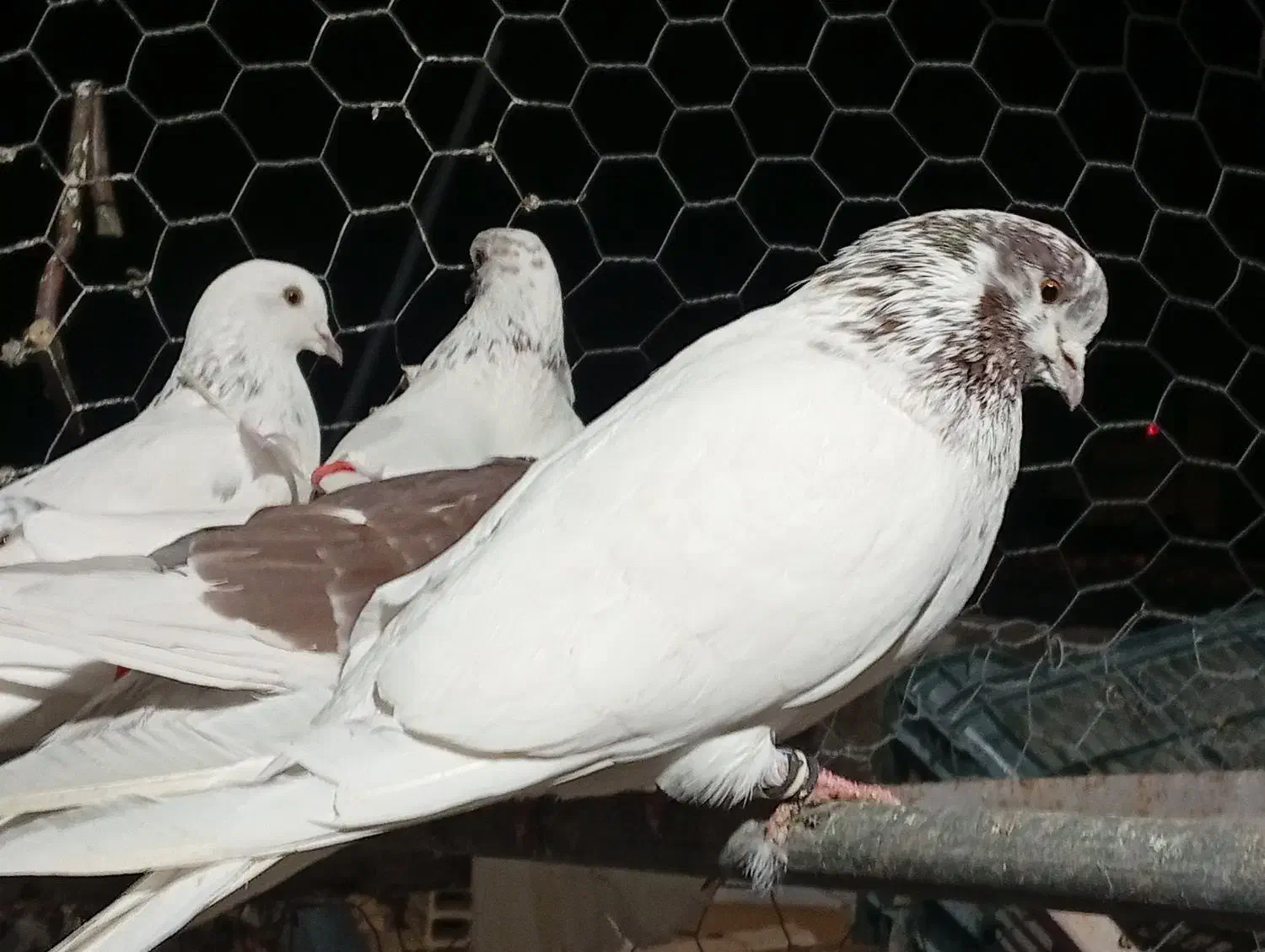 کفتر کبوتر|پرنده|مشگین شهر, |دیوار