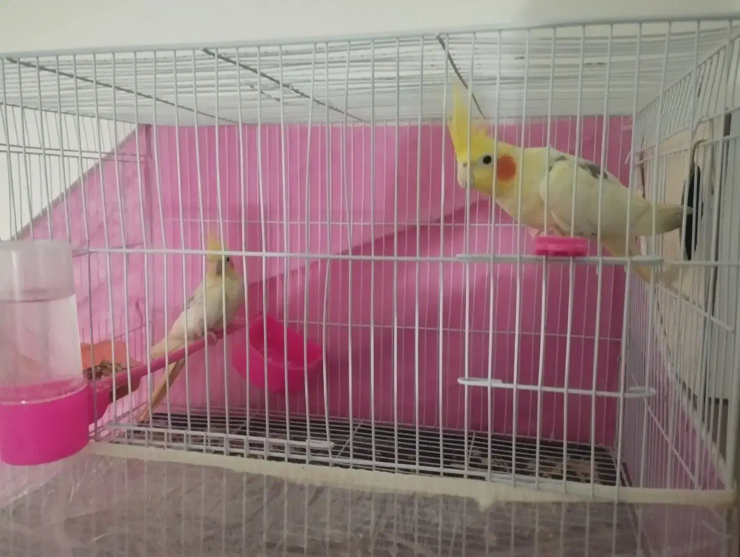 لوتینو|پرنده|مشهد, طبرسی شمالی|دیوار