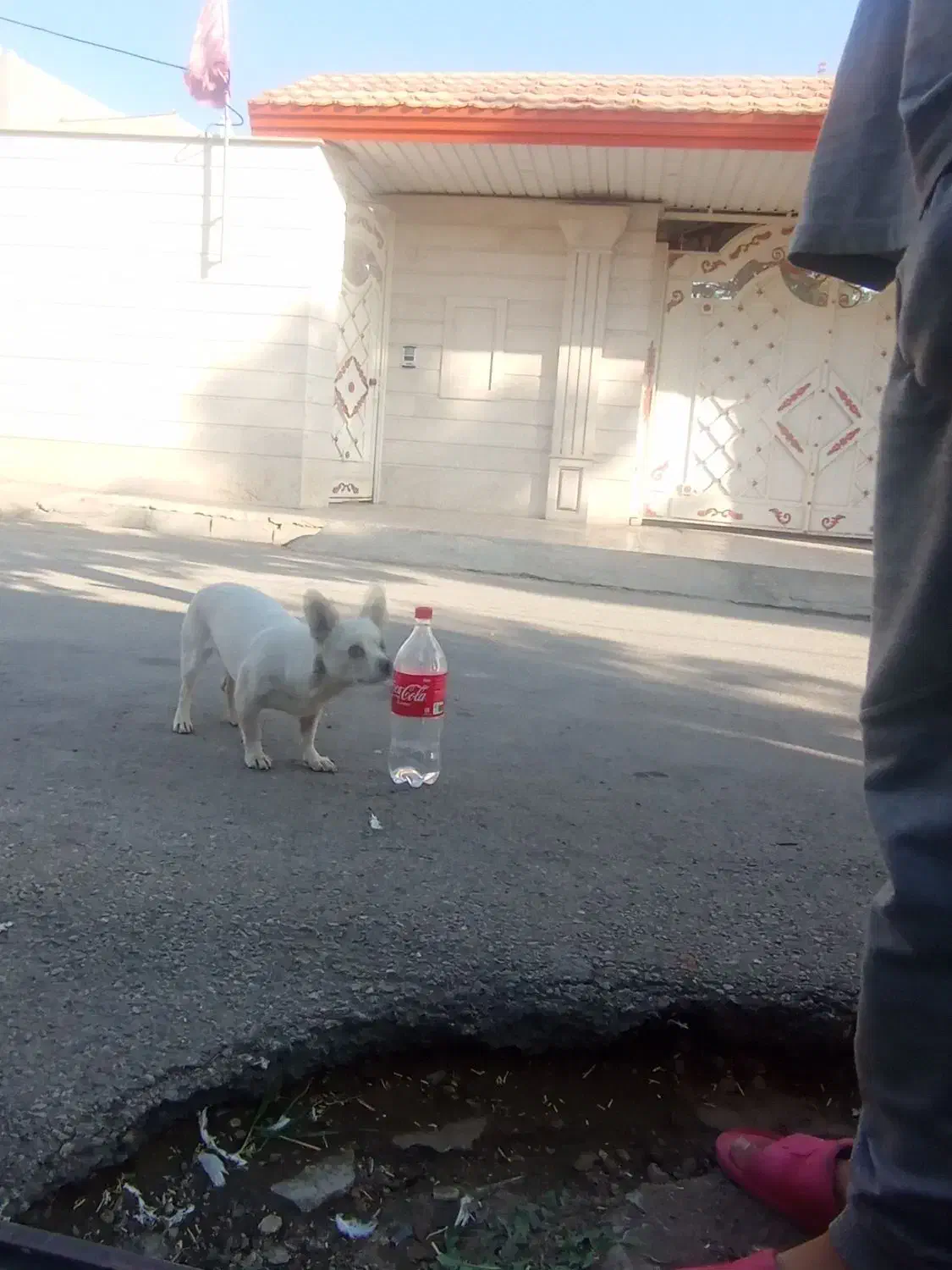 شیوا اشپیتز ماده|سگ|محمدیه-قزوین, |دیوار