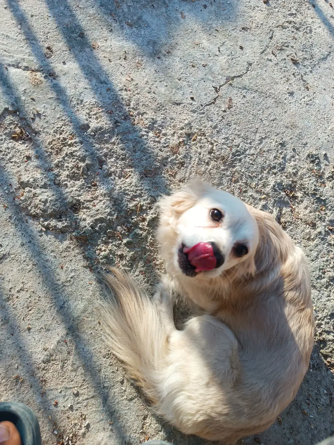 سگ ماده|سگ|دیلم, |دیوار