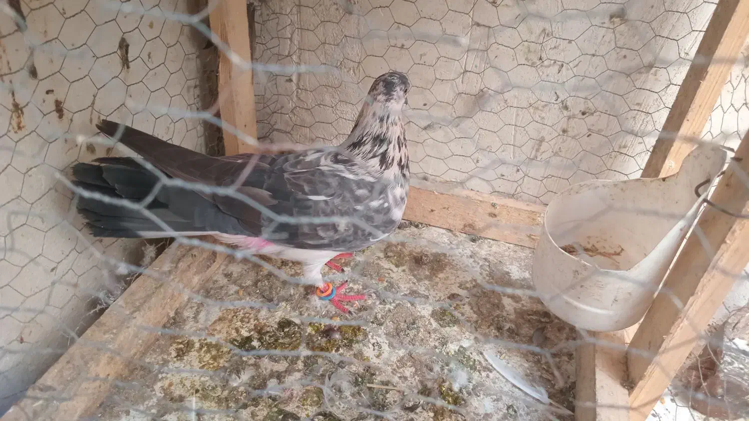 سوسکی ماده|حیوانات|پارس‌آباد, |دیوار