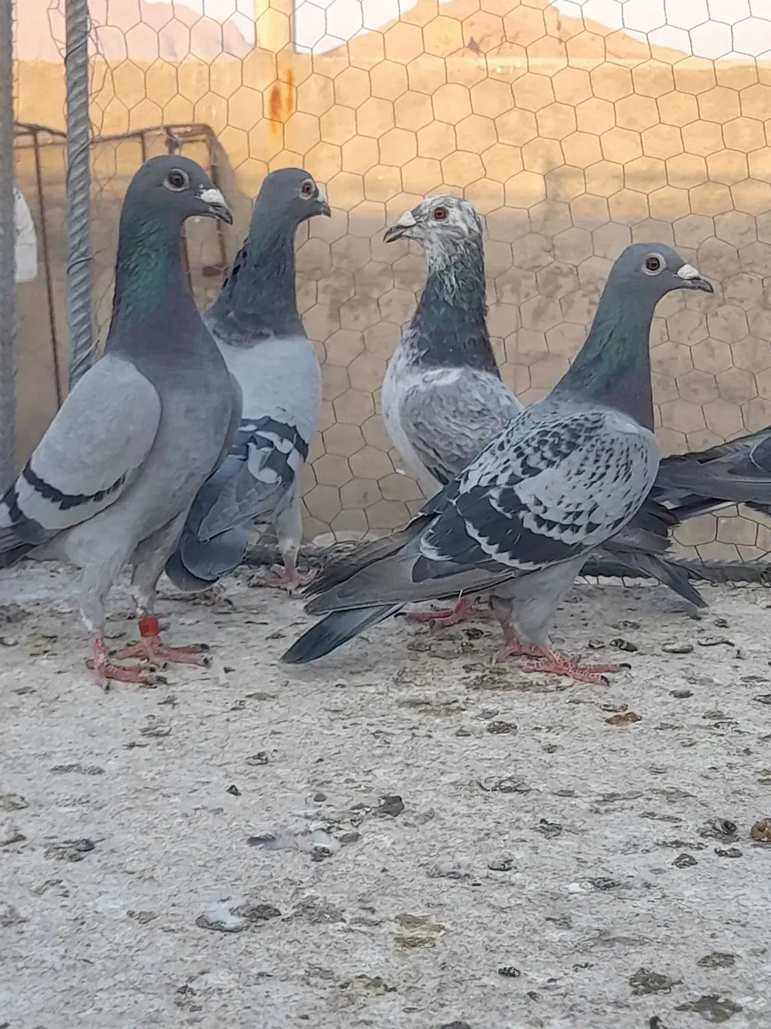 کبوتر پلاکی مسافتی وآلمانی وکارل میولمنز|پرنده|تفت, |دیوار