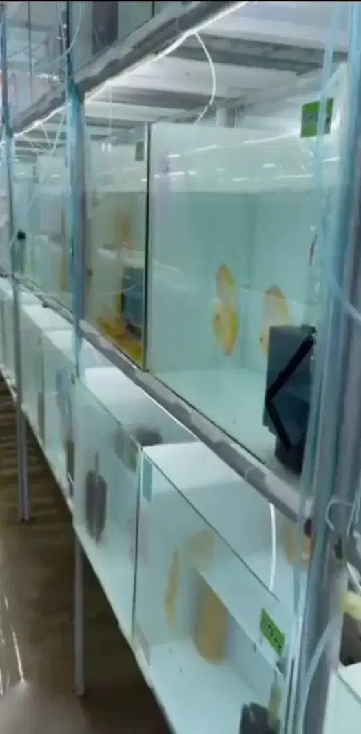 آکواریوم و پایه|ماهی|ارومیه, |دیوار