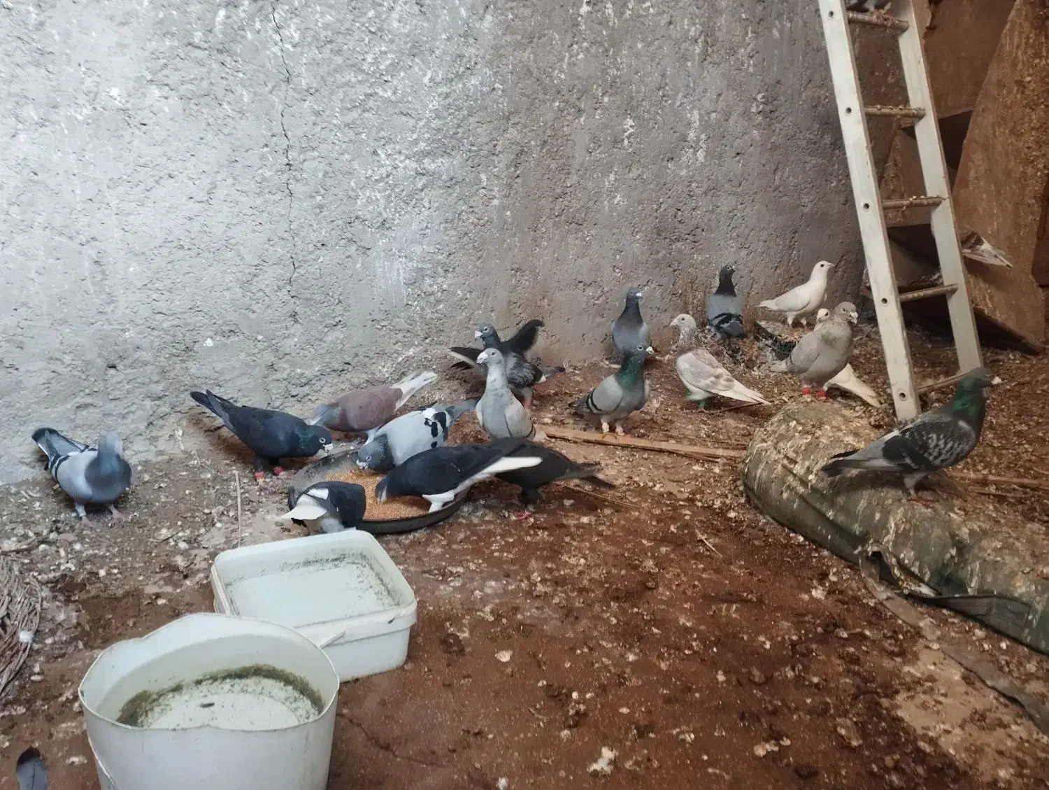 بیست تا نر پلاکی|پرنده|برازجان, |دیوار