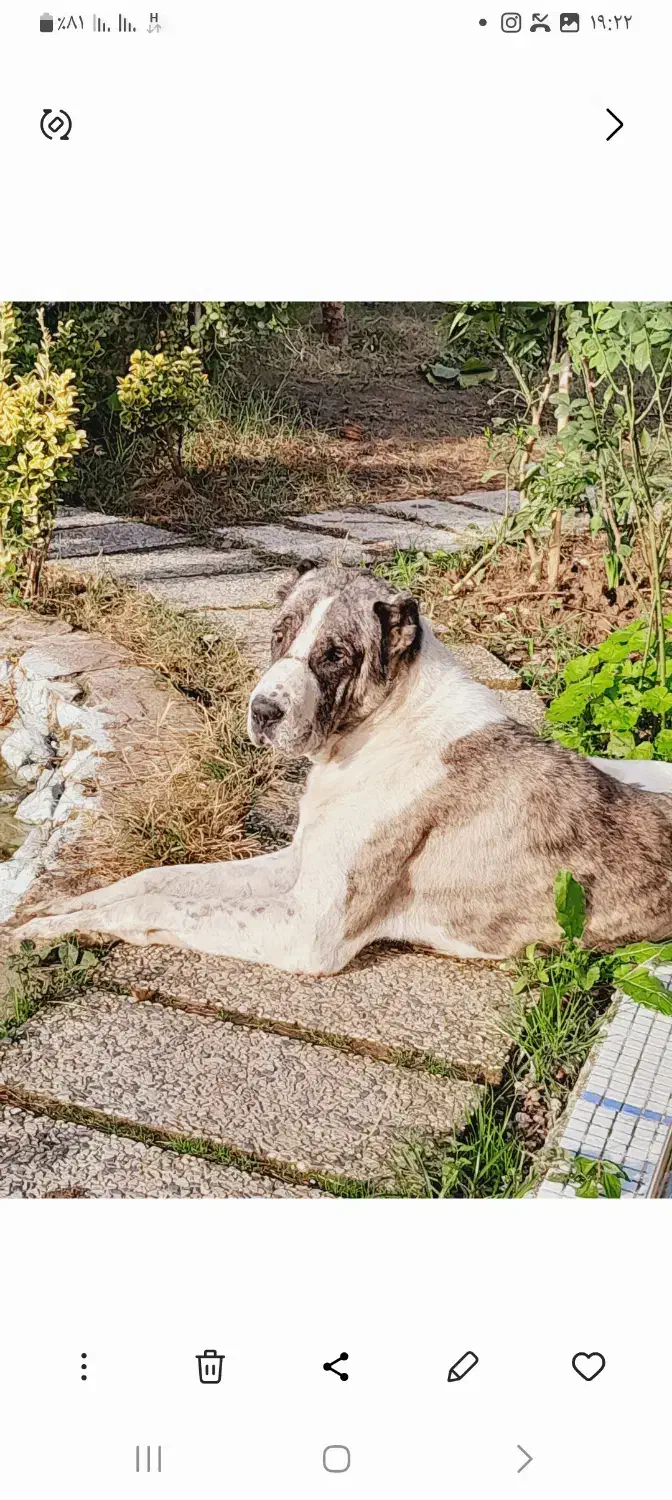 سگ خراسانی نر|سگ|فریدونکنار, |دیوار