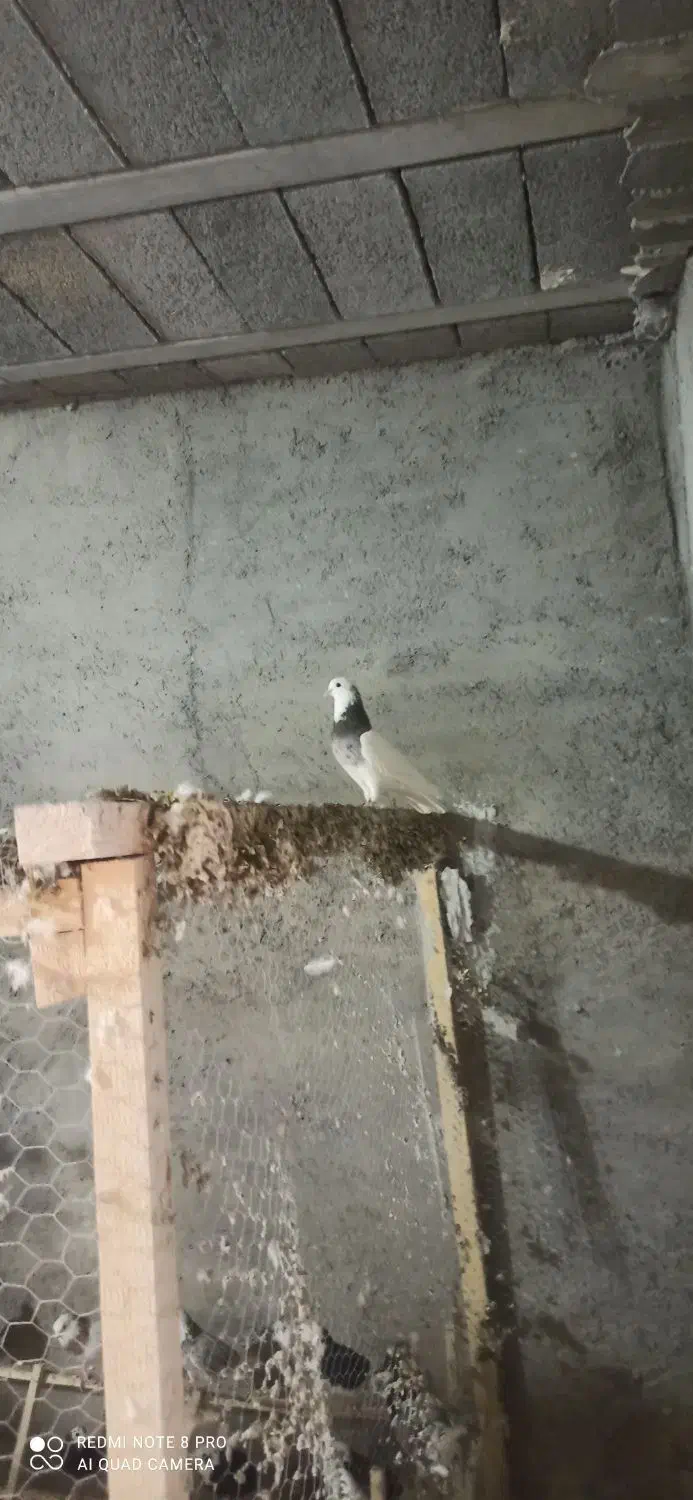 نرطوقی کرمانشاهی|پرنده|زنده رود, |دیوار