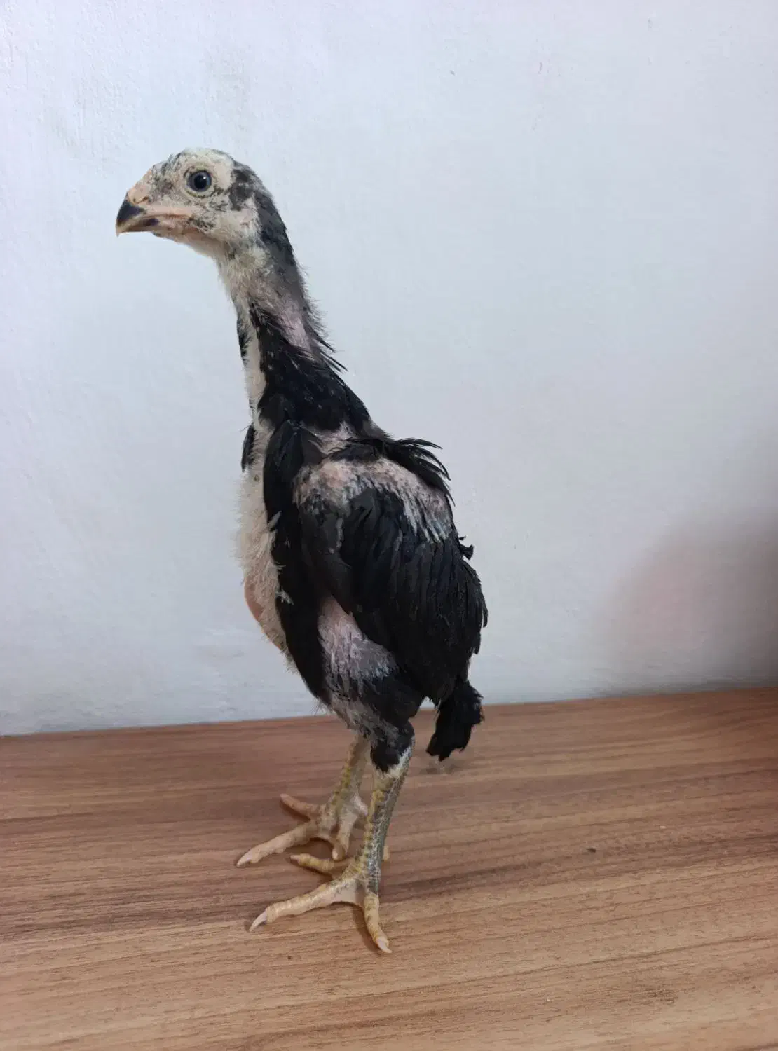 جوجه لاری|حیوانات مزرعه|بابکان, |دیوار